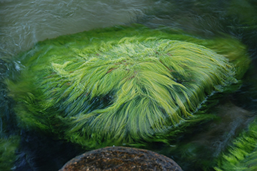 Algae Bio-farms